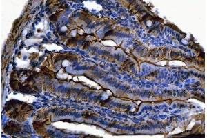IHC analysis of Fgf19(Fgf15) using anti-Fgf19(Fgf15) antibody (ABIN7600946). (FGF15 antibody  (AA 26-218))