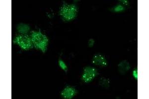 Anti-ANKRD53 mouse monoclonal antibody (ABIN2454357) immunofluorescent staining of COS7 cells transiently transfected by pCMV6-ENTRY ANKRD53 (RC206701). (ANKRD53 antibody  (AA 1-300))