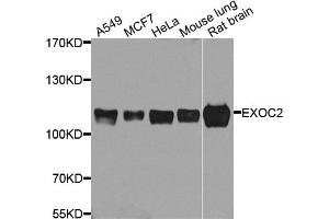 Western blot analysis of extracts of various cell lines, using EXOC2 antibody.
