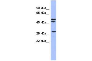 WB Suggested Anti-MRPS15 Antibody Titration:  0. (MRPS15 antibody  (N-Term))