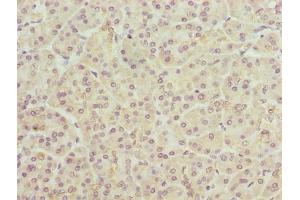 TMEM25 antibody  (AA 104-153)