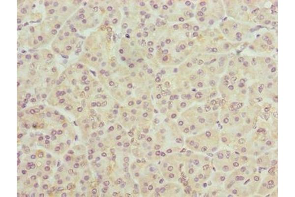 TMEM25 antibody  (AA 104-153)