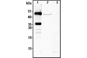 Western blot analysis using anti-NMNAT2 (human), pAb  at 1:4'000 dilution.