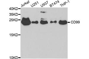 Western blot analysis of extracts of various cell lines, using CD99 antibody (ABIN5971060) at 1/1000 dilution. (CD99 antibody)