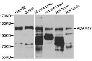 Western blot analysis of extracts of various cell lines, using ADAM17 antibody. (ADAM17 antibody)