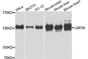 Western blot analysis of extracts of various cell lines, using USP25 antibody. (USP25 antibody)