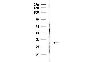 Western blot analysis of lysates from Rat testis, using CEACAM19 Antibody at 1/1000 dilution.