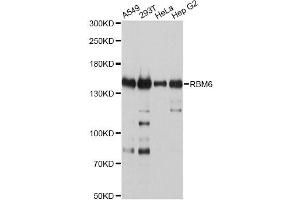 Western blot analysis of extracts of various cell lines, using RBM6 antibody (ABIN4904973) at 1:2000 dilution. (RBM6 antibody)
