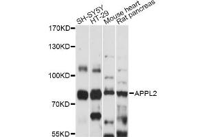 Western blot analysis of extracts of various cell lines, using APPL2 antibody (ABIN6292794) at 1:1000 dilution. (APPL2 antibody)