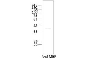 Ataxin 2 Protein (ATXN2) (AA 1-1313)