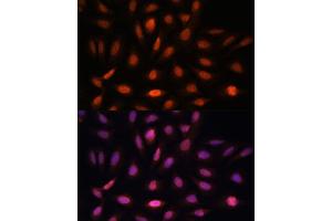 Immunofluorescence analysis of U-2 OS cells using PPIL4 antibody (ABIN7269212) at dilution of 1:100.