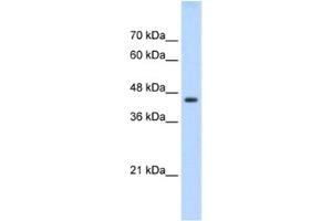 Western Blotting (WB) image for anti-TEA Domain Family Member 3 (TEAD3) antibody (ABIN2461689) (TEAD3 antibody)