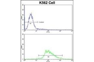 Flow cytometric analysis of K562 cells using LUC7L Antibody (C-term)(bottom histogram) compared to a negative control cell (top histogram)FITC-conjugated goat-anti-rabbit secondary antibodies were used for the analysis. (LUC7L antibody  (C-Term))