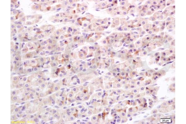 IL-17 antibody  (AA 85-150)