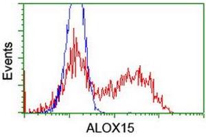 HEK293T cells transfected with either RC206621 overexpress plasmid (Red) or empty vector control plasmid (Blue) were immunostained by anti-ALOX15 antibody (ABIN2455497), and then analyzed by flow cytometry. (ALOX15 antibody)