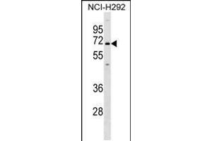 Western blot analysis in NCI-H292 cell line lysates (35ug/lane). (KCNN1 antibody  (C-Term))