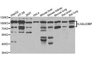 Western blot analysis of extracts of various cell lines, using LGALS3BP antibody. (LGALS3BP antibody)