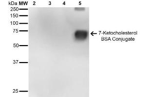 Western Blot analysis of 7-Ketocholesterol-BSA Conjugate showing detection of 67 kDa 7-Ketocholesterol-BSA using Mouse Anti-7-Ketocholesterol Monoclonal Antibody, Clone 7E1 . (7-Ketocholesterol (7-KC) antibody (FITC))