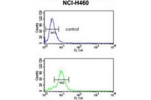 Flow cytometric analysis of NCI-H460 cells (bottom histogram) compared to a negative control cell (top histogram) using MUTYH Antibody , followed by FITC-conjugated goat-anti-rabbit secondary antibodies. (MUTYH antibody  (Middle Region))