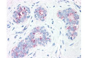 Anti-SYNGR2 / Synaptogyrin 2 antibody IHC of human, breast. (SYNGR2 antibody  (Internal Region))