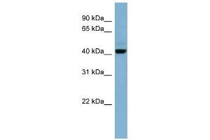 C1ORF102 antibody used at 1 ug/ml to detect target protein. (OSCP1 antibody  (N-Term))