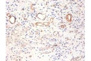 Immunohistochemistry of paraffin-embedded human kidney tissue using ABIN7166912 at dilution of 1:100 (PKM antibody  (AA 2-192))