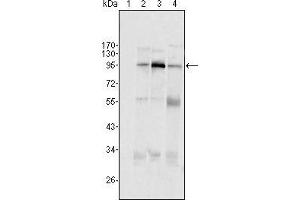 Western blot analysis using SND1/P100 mouse mAb against Hela (1), Jukat (2), HepG2 (3) SMMC-7721 (4) cell lysate. (SND1 antibody  (AA 361-485))