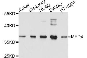 Western blot analysis of extracts of various cells, using MED4 antibody. (MED4 antibody)