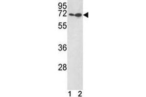 KLF4 antibody western blot with (1) Jurkat, (2) 293 lysate.