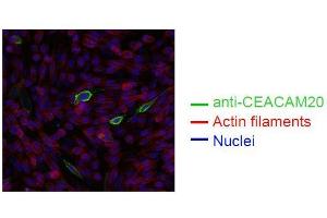 Spectral Confocal Microscopy of CHO cells using HT-12D8. (CEACAM20 antibody)