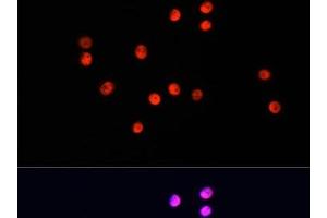 Immunofluorescence analysis of HT-29 cells using UBA1 Polyclonal Antibody at dilution of 1:100. (UBA1 antibody)