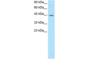 Western Blotting (WB) image for anti-FOS-Like Antigen 2 (FOSL2) antibody (ABIN2460201) (FOSL2 antibody)