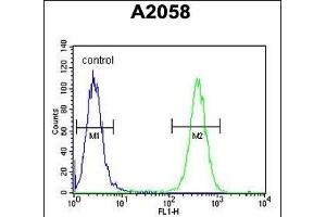 FKBP10 Antibody (C-term) (ABIN391573 and ABIN2841510) flow cytometric analysis of  cells (right histogram) compared to a negative control cell (left histogram).