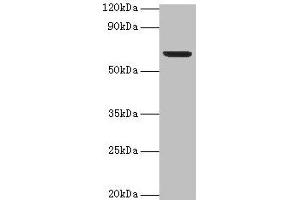 Western blot All lanes: Plbd2 antibody at 2 μg/mL + Mouse brain tissue Secondary Goat polyclonal to rabbit IgG at 1/15000 dilution Predicted band size: 67, 50 kDa Observed band size: 67 kDa (PLBD2 antibody  (AA 47-594))