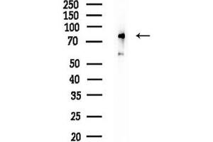 anti-Inositol Polyphosphate-5-Phosphatase, 72 KDa (INPP5E) (C-Term) antibody