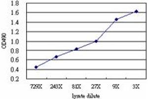 Sandwich ELISA detection sensitivity ranging from approximately 729x to 3x dilution of the HSPB1 293T overexpression lysate (non-denatured). (HSPB1 (Human) Matched Antibody Pair)