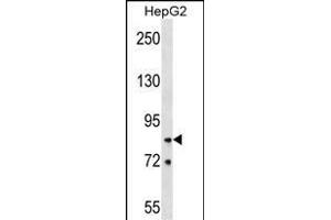 HNRNPR Antibody (N-term) (ABIN1539662 and ABIN2848878) western blot analysis in HepG2 cell line lysates (35 μg/lane).