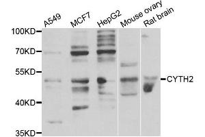 Western blot analysis of extracts of various cell lines, using CYTH2 antibody.