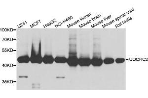 Western blot analysis of extract of various cells, using UQCRC2 antibody. (UQCRC2 antibody)