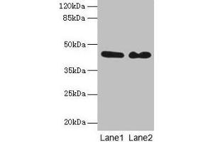 Western blot All lanes: NCK2 antibody at 8 μg/mL Lane 1: Mouse brain tissue Lane 2: Mouse kidney tissue Secondary Goat polyclonal to rabbit IgG at 1/10000 dilution Predicted band size: 43 kDa Observed band size: 43 kDa