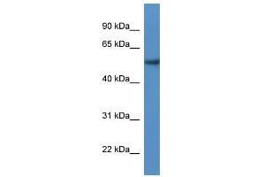 Western Blot showing SESN2 antibody used at a concentration of 1-2 ug/ml to detect its target protein. (Sestrin 2 antibody  (N-Term))