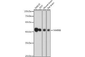 Western blot analysis of extracts of various cell lines, using FB antibody (ABIN7267122) at 1:1000 dilution. (FAM98B antibody  (AA 1-225))