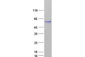 Validation with Western Blot (FOXA1 Protein (Myc-DYKDDDDK Tag))