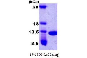 SDS-PAGE (SDS) image for Cyclin-dependent kinases regulatory subunit 2 (CKS2) (AA 1-79) protein (T7 tag) (ABIN667080) (CKS2 Protein (AA 1-79) (T7 tag))