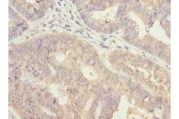 ALG2 antibody  (AA 197-416)