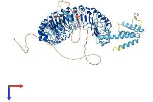AlphaFold protein structure predicition of Mouse Recombinant Lrrd1 Protein, UniprotID Q8C0R9 (LRRD1 Protein (AA 1-853) (His tag))