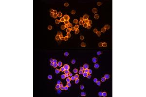 Immunofluorescence analysis of Jurkat cells using HINT1 Rabbit mAb (ABIN7267663) at dilution of 1:50 (40x lens). (HINT1 antibody)