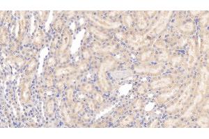 Detection of APOE in Rat Kidney Tissue using Monoclonal Antibody to Apolipoprotein E (APOE) (APOE antibody  (AA 19-168))