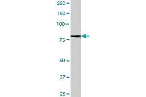 LRFN1 MaxPab polyclonal antibody. (LRFN1 antibody  (AA 1-771))