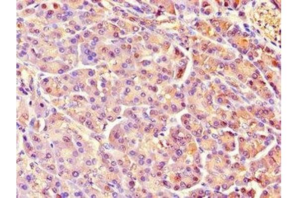 REG1A antibody  (AA 23-166)